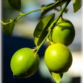 Citrus aurantiifolia-Лайм мексиканский