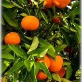 Citrus clementina-Клементин