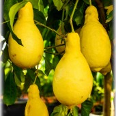 Citrus limon ´Pyriformis`-Грушевидный лимон