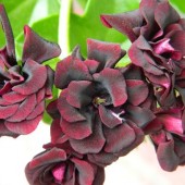 Royal Black Rose 