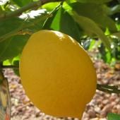 Лимон Курский-Citrus Limon Кursky