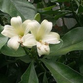 Фагрея-Fagraea berteriana