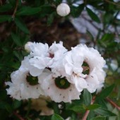 Лептоспермум scoparium Snow White-Leptospermum scoparium Snow White