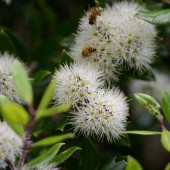 Метросидерос bartlettii bees- Metrosideros bartlettii bees