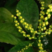 Хлорантус колосковый-Chloranthus inconspicuus