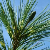 Сосна густоцветная Окулус-драконис-Pinus densiflora 'Oculus-draconis'