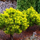 Сосна  горная 'Winter Gold'- Pinus mugo 'Winter Gold'