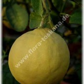 Лимон-Citrus limon x Citrus paradisi-Lipo
