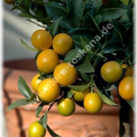 Fortunella japonica (Citrus)-Кинкан Маруми