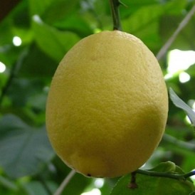 Лимон Новогрузинский
