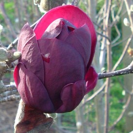 Magnolia  Genie -Магнолия  Джин
