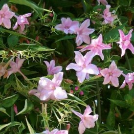 Жасмин stephanense pink- Jasminum stephanense pink