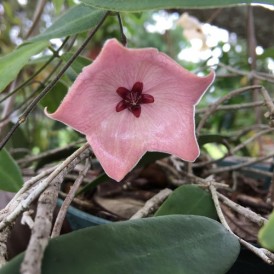 Hoya patella pink