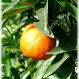Клементин-Citrus clementina-Clementine