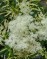 Лабазник вариегатный-Filipendula variegatum