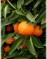 Клементин-Citrus clementina-Clementine