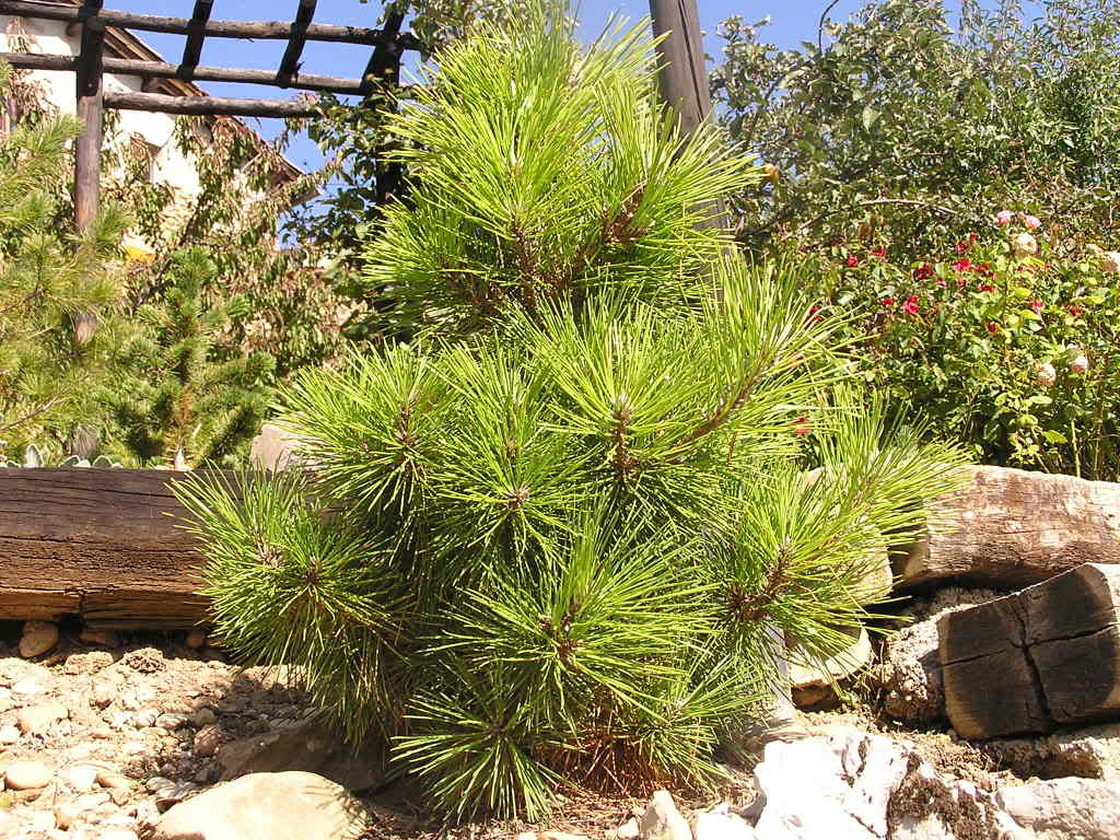 Pinus thunbergii Maijima -Сосна Тунберга Maijima.