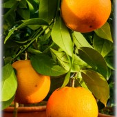 Citrus sinensis ´Moro`-Апельсин ´Moro`