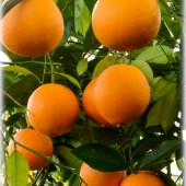 Citrus sinensis ´Navel`-Апельсин ´Navel`