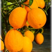Citrus x meyeri-Лимон Мейера