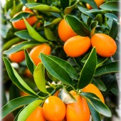 Fortunella margarita (Citrus)-Кинкан Нагами
