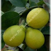 Citrus aurantiifolia ´La Valette`-Лайм мексиканский ´La Valette`