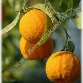 Citrus aurantium-Померанец