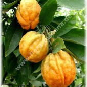 Citrus aurantium ´Consolei`-Полосатый померанец