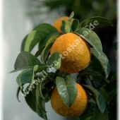 Citrus aurantium ´Crispifolia`-Кудряволистый померанец