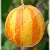 Citrus aurantium ´Fasciata`-Штаны немецкого ландскнехта