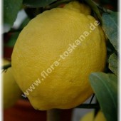 Citrus latifolia-Персидский лайм