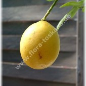 Citrus aurantiifolia x Fortunella margarita-Лаймкват