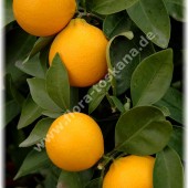 Citrus limon ´Fiore`-Лимон ´Фиоре`