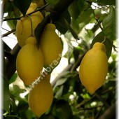 Citrus limon ´Lunario`-Лимон ´Лунарио`