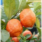 Citrus limonia-Цитрус лимония