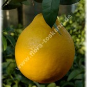 Citrus lumia ´Pyriformis`-Грушевидный лимон ´Pyriformis`