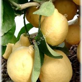 Citrus lumia ´Pomum d ´Adamum`-Грушевидный лимон ´Pomum d ´Adamum`