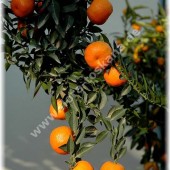 Citrus myrtifolia-Чинотто (Миртолистный померанец)