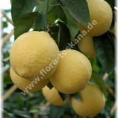 Citrus paradisi ´Marsh Seedless`-Грейпфрут с желтой мякотью