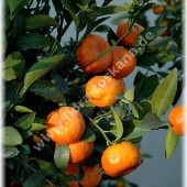Citrus reshni ´Cleopatra`-Мандарин ´Клеопатра`