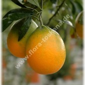 Citrus sinensis ´Ovale Calabrese`-Апельсин Овальный Калабрийский