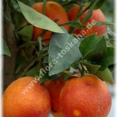 Citrus sinensis ´Sanguinello`-Апельсин ´Sanguinello`