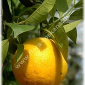 Citrus sinensis ´Tarokko`-Апельсин ´Tarokko`