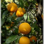 Citrus sinensis ´Vainiglia`-Апельсин ´Vainiglia`