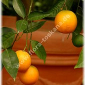 Citrus sinensis ´Valencia Late`-Апельсин ´Valencia Late`