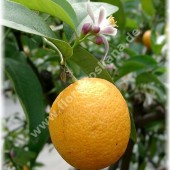 Citrus volkameriana-Цитрус волкамериана