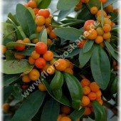 Fortunella hindsii (Citrus)-Гонконгский Кумкват