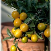 Fortunella japonica (Citrus)-Кинкан Маруми