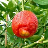 Мексиканский красный лайм-Citrus aurantiifolia ґSanta Barbara`
