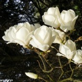 Magnolia soul. 'Lennei Alba'